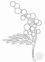 Colorare Mimose Disegno Stampa Portalebambini Sketch Coloring Page sketch template