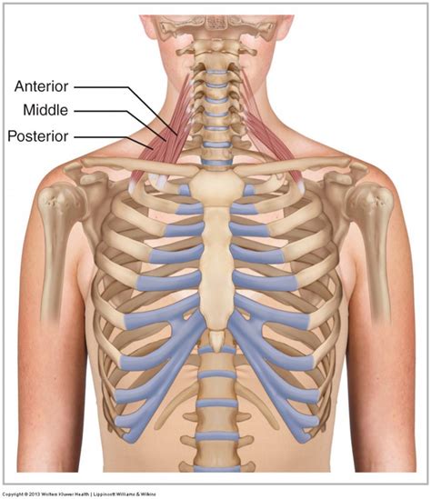 Scalene Group - Learn Muscles