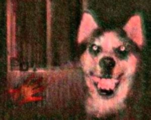 Who's Smile Dog? - The Scary Story Behind The Creepypasta - Mundo Seriex