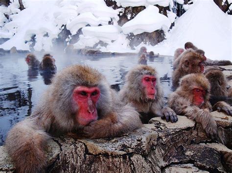 Jigokudani Monkey Park