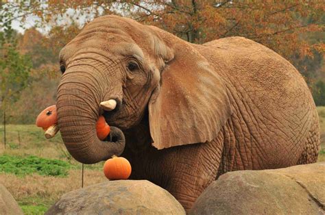 What Fruit Do Elephants Eat?