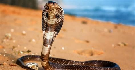 King Cobra Bite: Why it Has Enough Venom to Kill 11 Humans & How to ...
