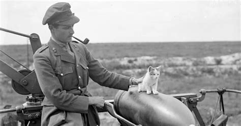 Fightin’ Felines: 8 Cats That Served On The Front Lines During World Wars I and II | The Animal ...