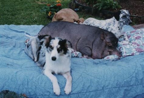 Pigs and Dogs: A Match Not Made in Heaven - Ross Mill Farm