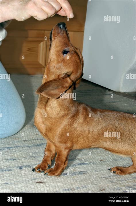 domestic dog (Canis lupus f. familiaris), training to sit down Stock ...