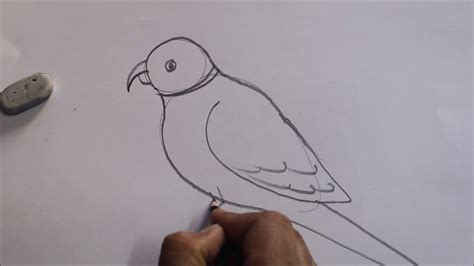 parrot pencil sketch step by step||EASY & SIMPLE ||TUTORIALS - YouTube