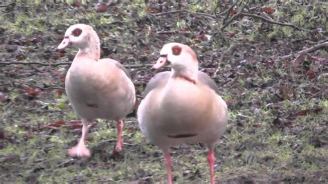 Egyptian Goose sound & hybrid geese Thetford UK 23Jan16 824a - YouTube