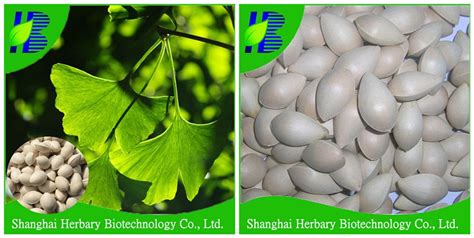 High Germination Ginkgo Biloba Seed,Ginkgo Biloba Seeds For Growing - Buy Seeds For Sale,Plant ...