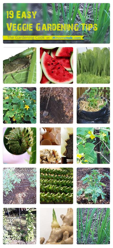 Vegetable Gardening Tips - 19 Ways to Get a Bumper Crop This Year