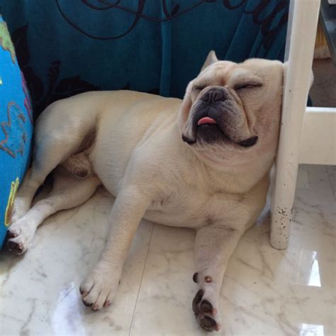 The 14 Most Awkward French Bulldog Sleeping Positions