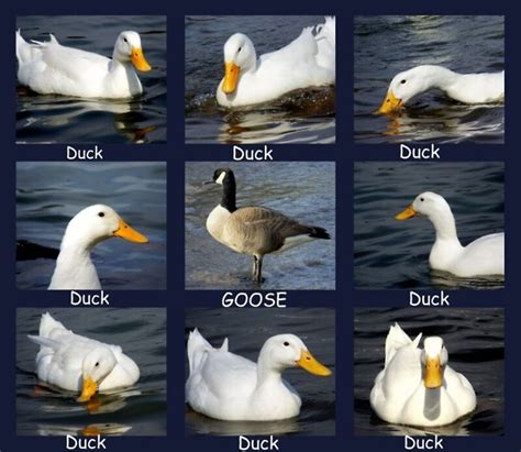 "Duck, Duck, GOOSE" by lynell | Redbubble