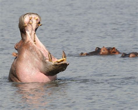 Hippos, Rotund African “River Horses” – On The Road With DEC