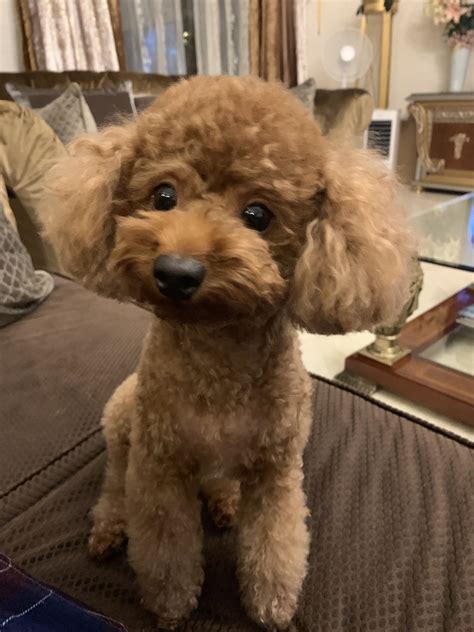 a small brown dog sitting on top of a couch