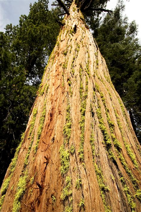 Forest carbon offsets: making a difference now and in the long run - Pacific Forest Trust