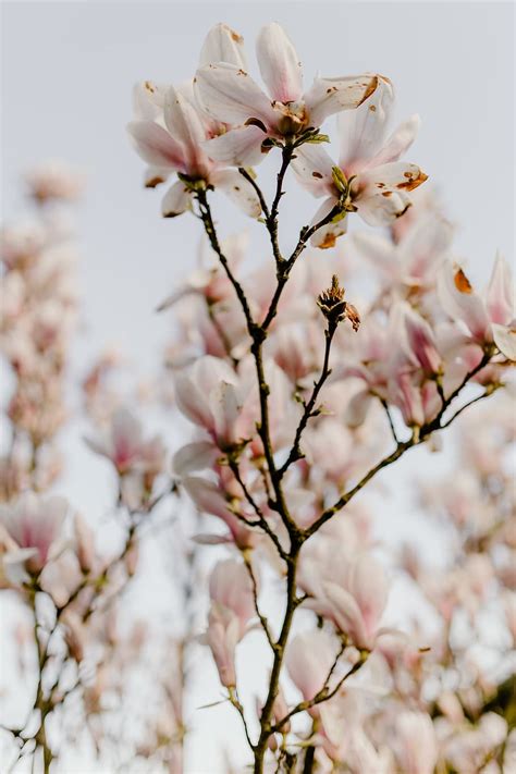 Pink magnolia 1080P, 2K, 4K, 5K HD wallpapers free download | Wallpaper ...