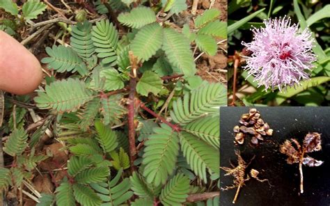 Mimosa Pudica Sensitive Weed Touch Me Not Seeds | Fair Dinkum Seeds