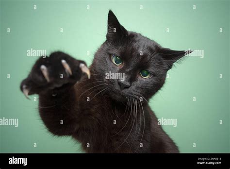 playful blind black cat raising paw showing claws on mint green ...