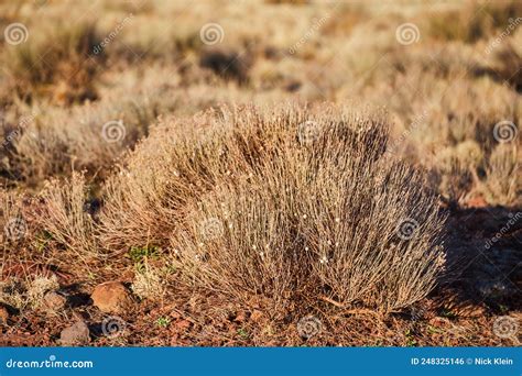 Detail of desert shrubs stock photo. Image of summer - 248325146