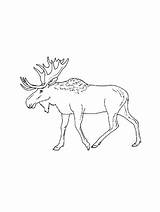 Moose coloring pages sketch template