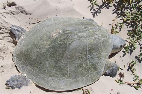 Kemp's ridley sea turtles - Padre Island National Seashore (U.S ...