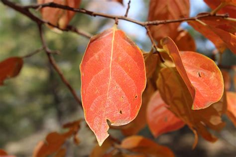 Hello from Studio mugen in California: Persimmon Leaves Tea: How to ...