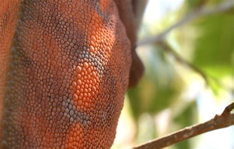 Panther Chameleon Breeding - Mating | Much Ado About Chameleons