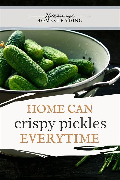 4 Tricks to Crispy Homemade Pickles | Homemade pickles, Pickles, Sustainable food