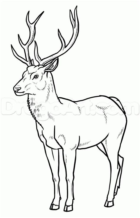 how to draw deer step 22 | Deer drawing, Animal drawings, Easy animal drawings