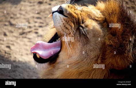 danger mouth teeth wild animals lion cat big cat feline predator tongue animal Stock Photo - Alamy