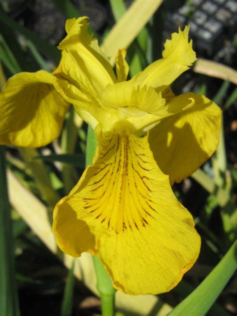 Iris pseudacorus 10 seeds – Trigg Plants