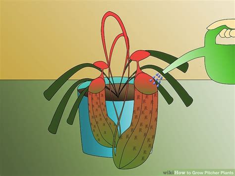 How to Grow Pitcher Plants: 9 Steps (with Pictures) | Pitcher plant ...