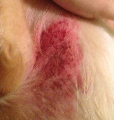 What Rashes Can You Get From Dogs