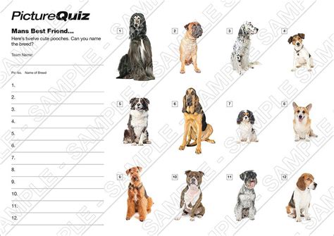 Quiz Number 113 with a Name The Dog Breeds Picture Round