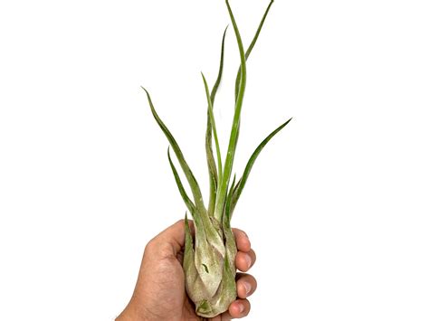 Caput Medusae (Beginner Friendly!) | Air Plant Hub