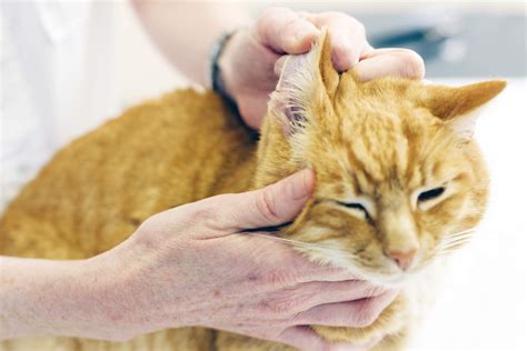 Ear Infections in Dogs and Cats