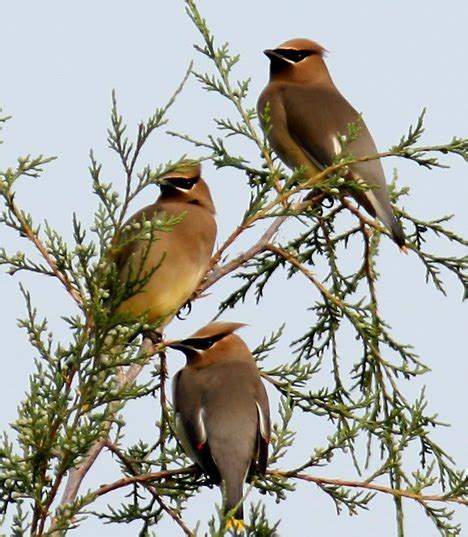 Mark & Teri's Travels: Caddo Lake National Wildlife Refuge