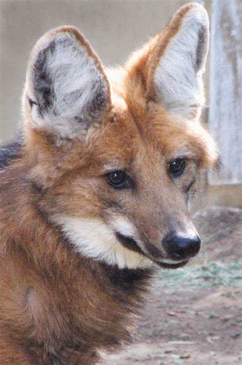 Maned Wolf - Facts, Size, Diet & Habitat Information