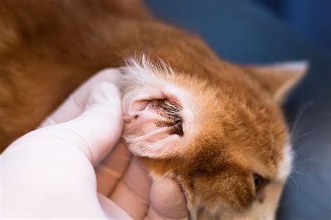 Do cats get ear infections? | Greensboro Vet | Guilford-Jamestown Veterinary Hospital