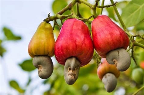 How to Grow a Cashew Tree | Growing Cashew Nuts