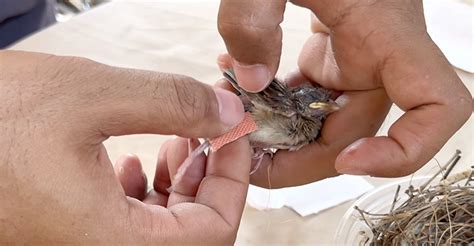 How to save a dying bird? - The Worlds Rarest Birds