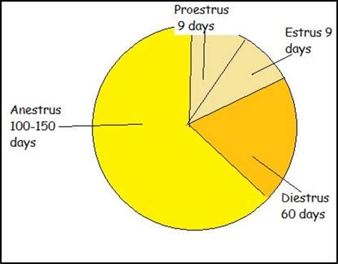 Discharge Menstrual Dog Heat Cycle Blood Color Online | cdlguaiba.com.br