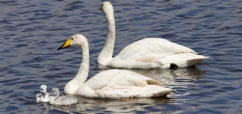 Iceland calls to Welney whooper swans | WWT