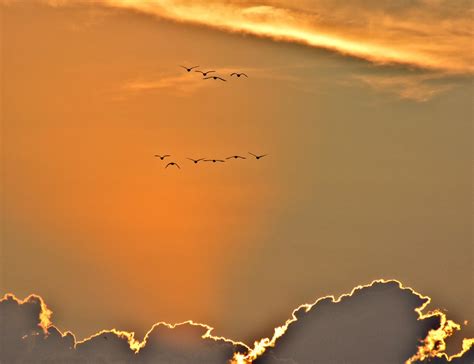 Download free photo of Sunset, geese, sky, beautiful, flying - from ...