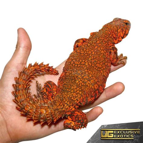 Red Niger Uromastyx (Uromastyx Geyri) | ubicaciondepersonas.cdmx.gob.mx