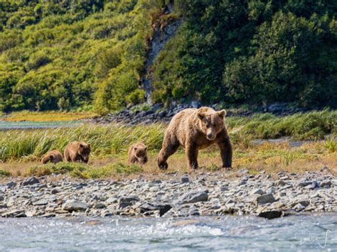 How to Go Kodiak Island Bear Watching in Alaska