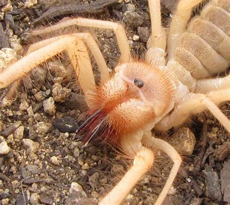 Solpugidés - Araignées chameaux - Scorpions des vents | Trend Repository