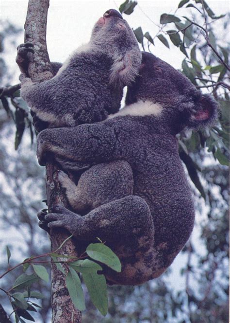 Mating Koala pair {!--코알라, 짝짓기-->; Image ONLY