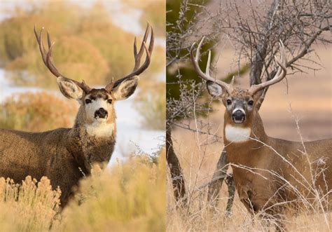 Mule Deer vs. Whitetail Deer: How to Tell Them Apart | Outdoor Life