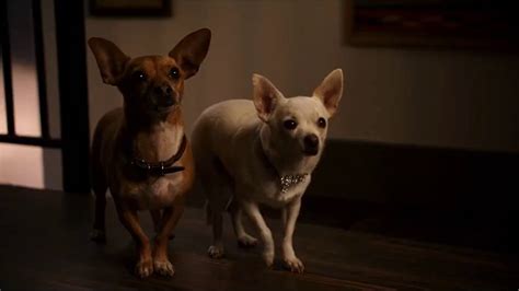 beverly hills chihuahua 2 (2011) - papi jr gets saved by delgado - YouTube