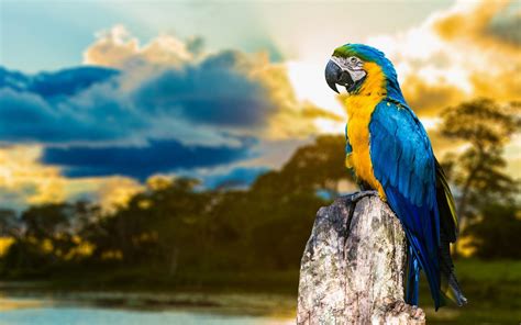 Macaw Wallpapers - Wallpaper Cave